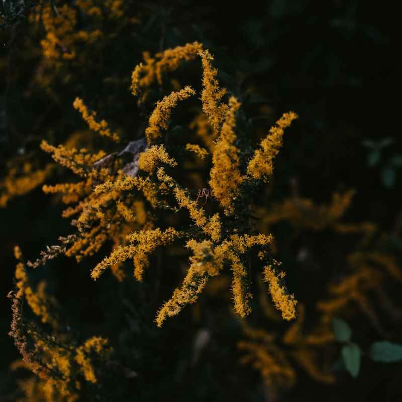 The Goldenrod are Dying